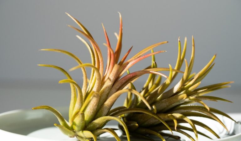 Tillandsia-Blütenpflege