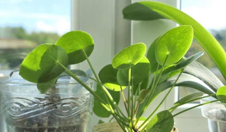 Pilea Blume Pflege