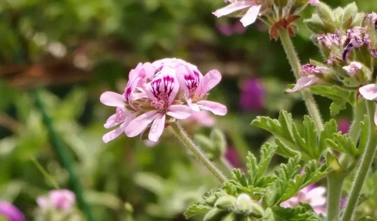 Pflege der Geranienblüten