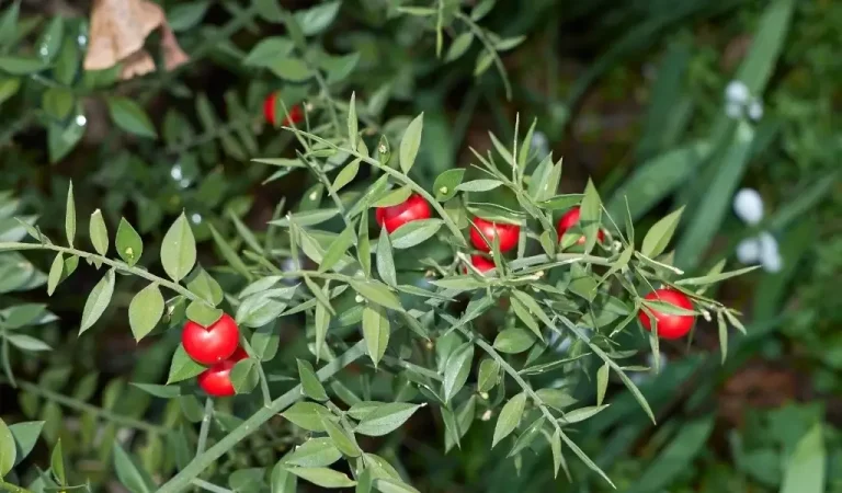 Wie pflegt man die Kokina-Blume?