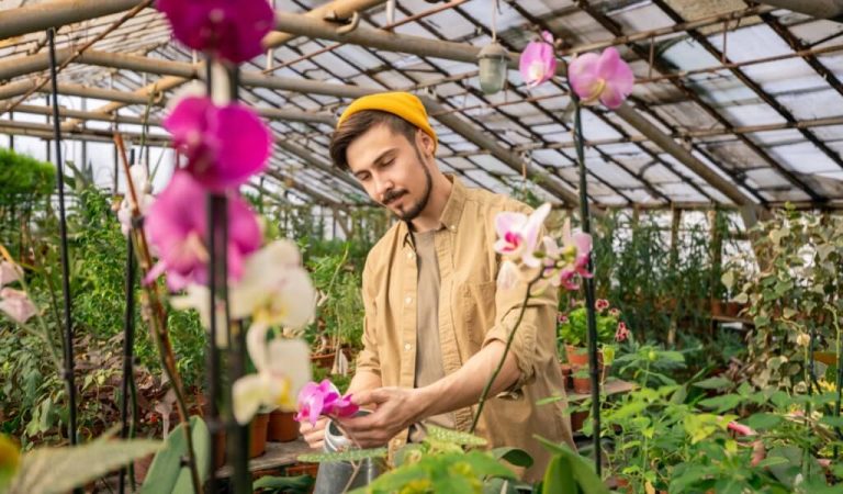 Wie pflegt man Orchideen? Tipps zur Orchideenpflege