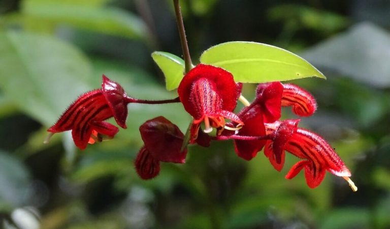 Lippenstift Blumenpflege