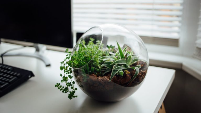 Was ist ein Terrarium (Terrarium)? Wie wird es hergestellt?