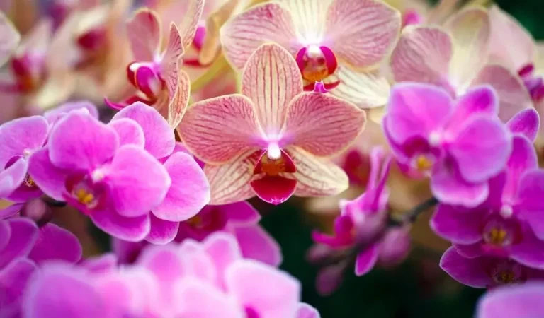 Phalaenopsis Orchidee Pflege