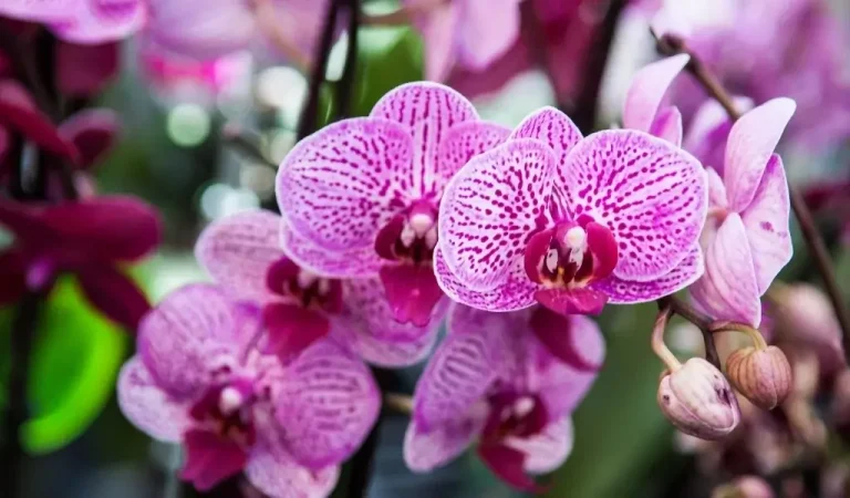 Pflege von Orchideenblüten