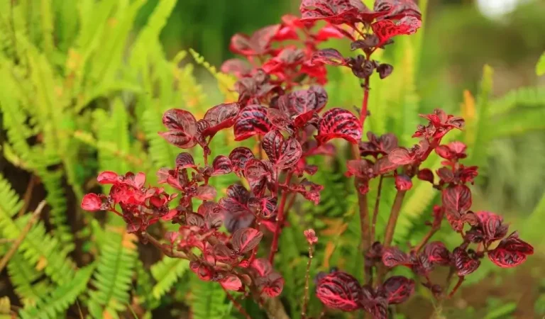 Zigeunerschal Blumenpflege