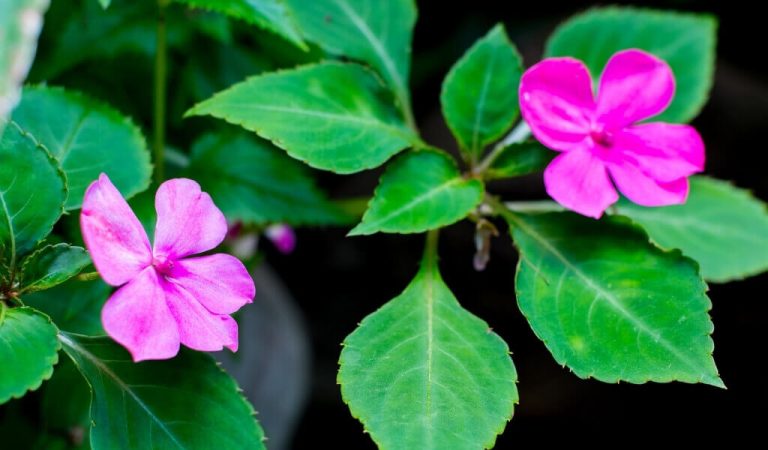 Pflege der Neu-Guinea-Blumen