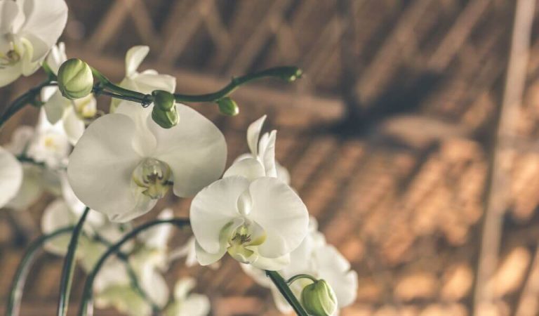 Was sind Orchideenarten? Die schönsten Orchideen-Exemplare