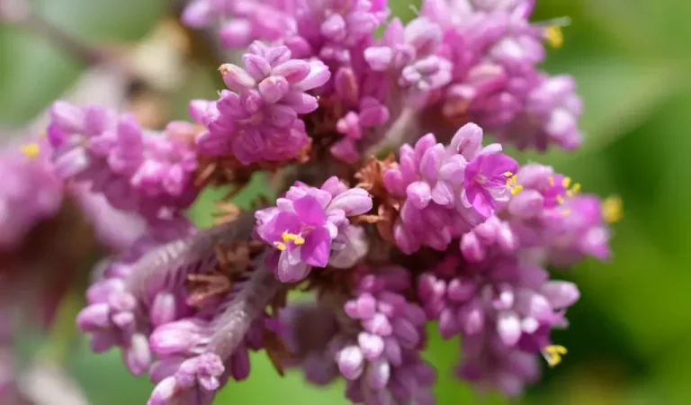 Octopus Blumenpflege