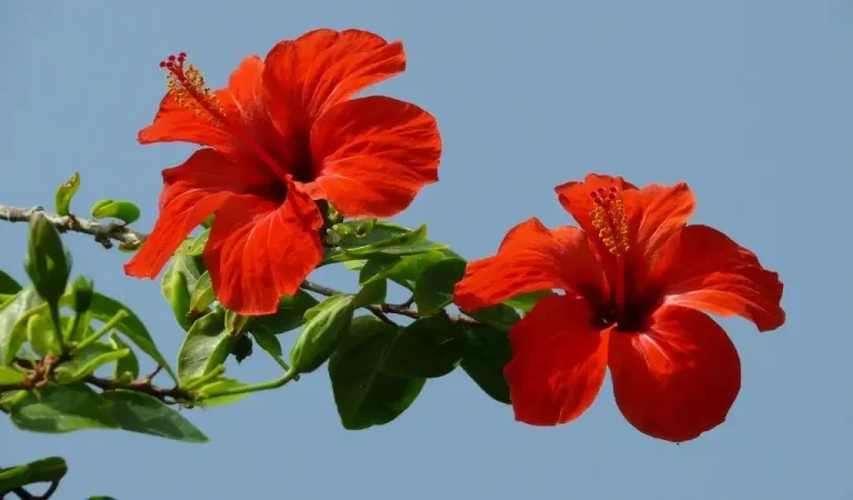 Hibiskusblüten Pflege