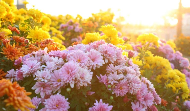 Blumenarten für den Valentinstag kaufen