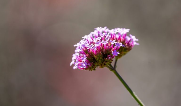 Verbena Pflege