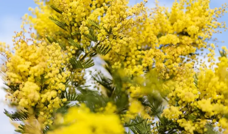 Pflege der Mimosenblüten