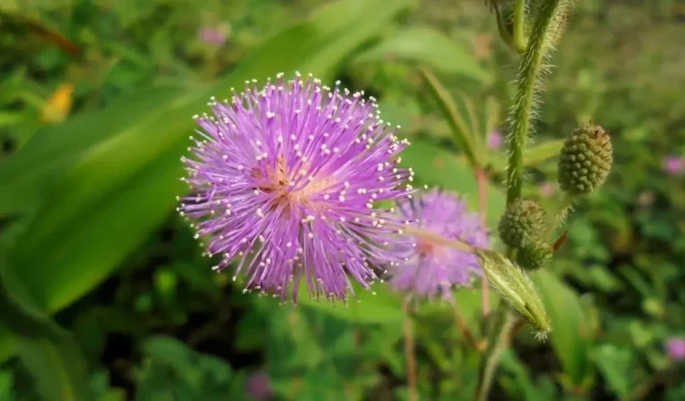 Pflege der Nelkenblüten