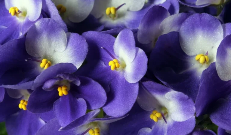 Violette Blumenpflege