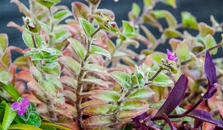 Pflege der gefiederten Telegrafenblume