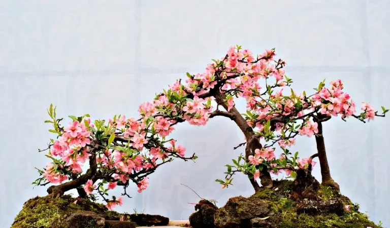 Bonsai Blumen Pflege