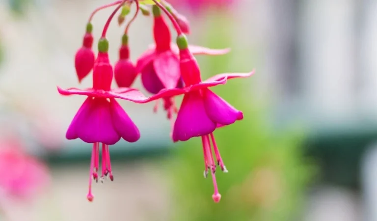 Pflege von Ohrringblumen in Töpfen