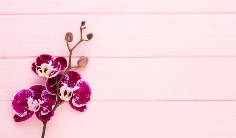 Welche Bedeutung hat die Orchideenblüte?