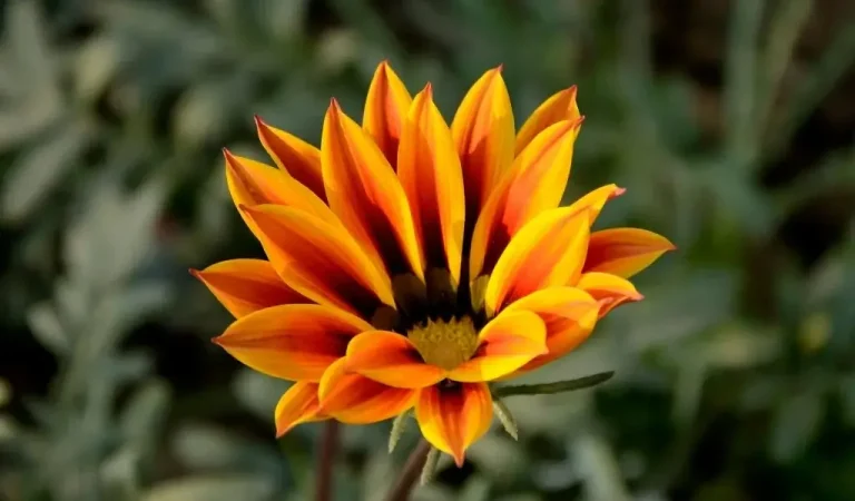 Gazania Blumenpflege