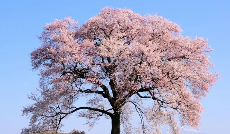 Baumblüten-Arten