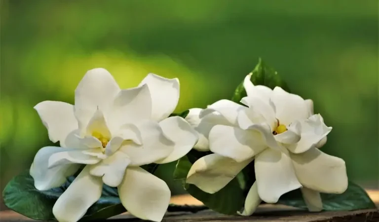 Gardenia Blumenpflege