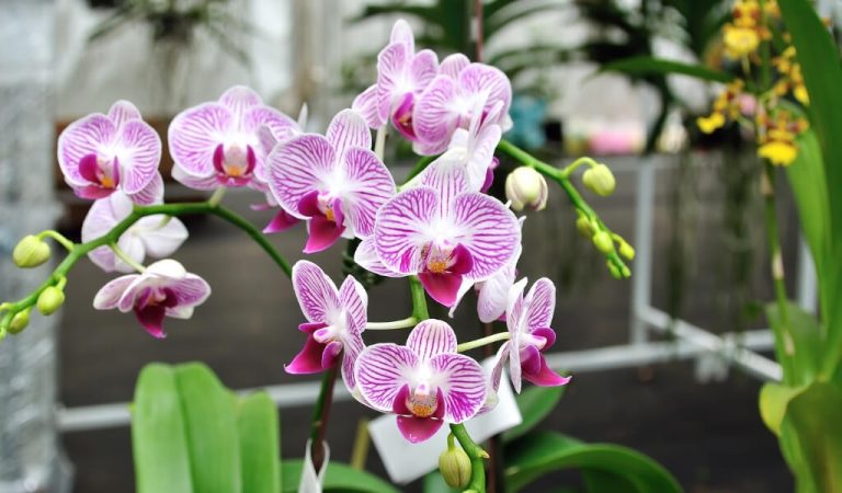 Wie pflegt man Orchideenblüten?