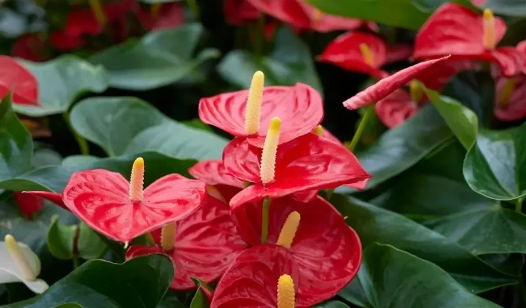 Anthurium Blume Pflege