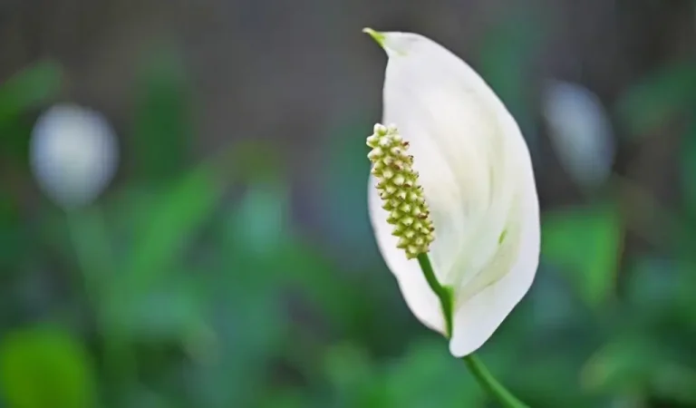 Pflege von Segelblumen