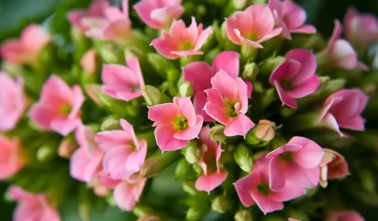 Pflege der Kalanchoe-Blume