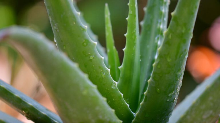 Was ist die Aloe Vera Pflanze? Was sind die Eigenschaften und Vorteile?