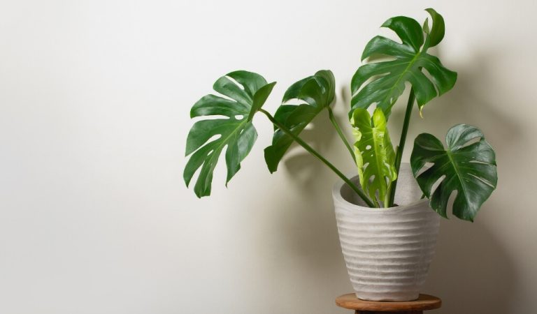 Monstera Blume Pflege