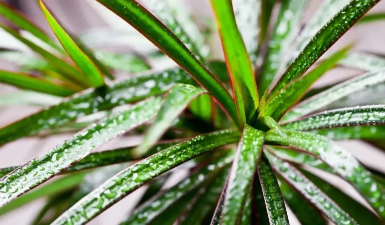 Dracena Blumenpflege