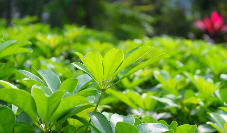 Wie pflegt man die Şeflera-Blume?