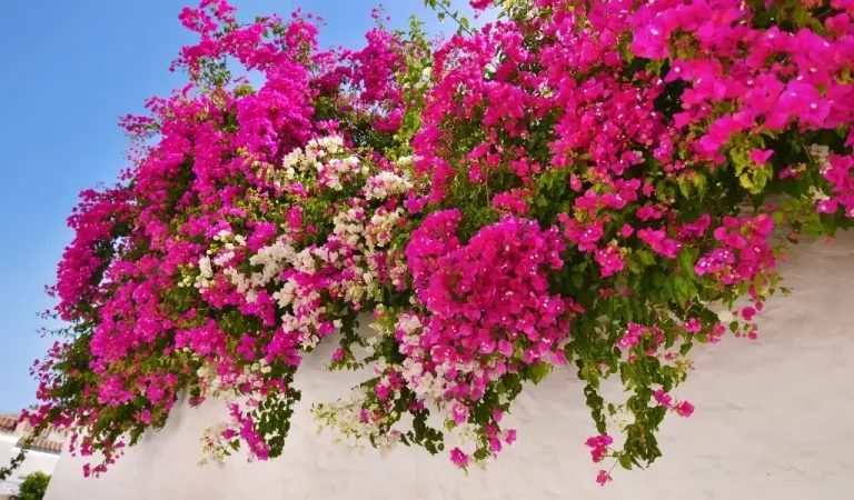 Bougainvillea Blumenpflege