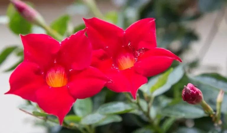 Mandevilla Blume Pflege