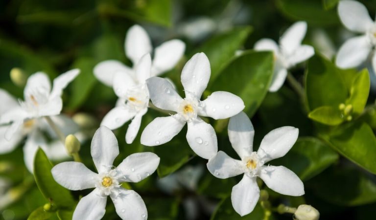 Pflege von Jasminblüten im Garten