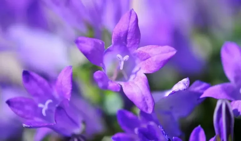 Campanula Blumenpflege